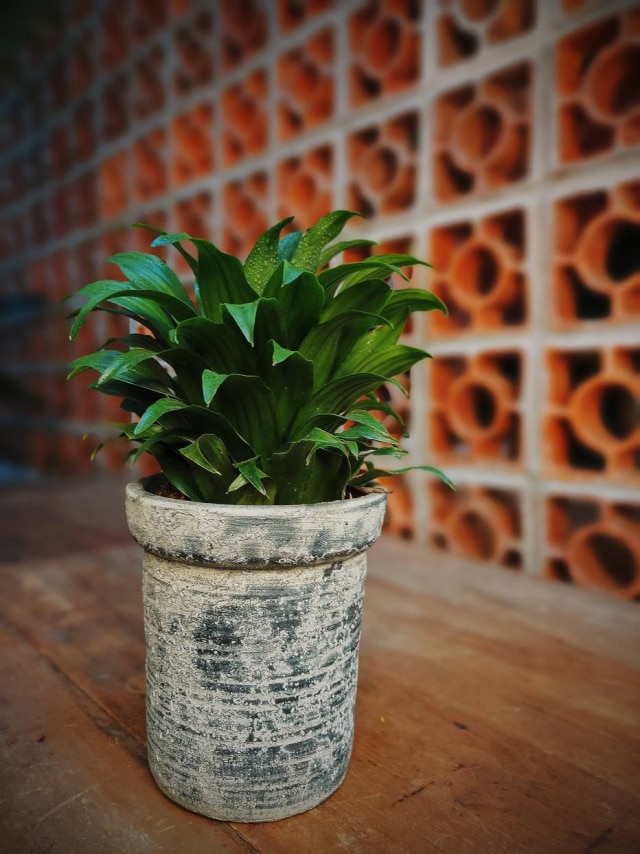 Felype Araújo/Galeria Botânica Dracena compacta: nada exigente, se desenvolve bem em ambientes sombreados
