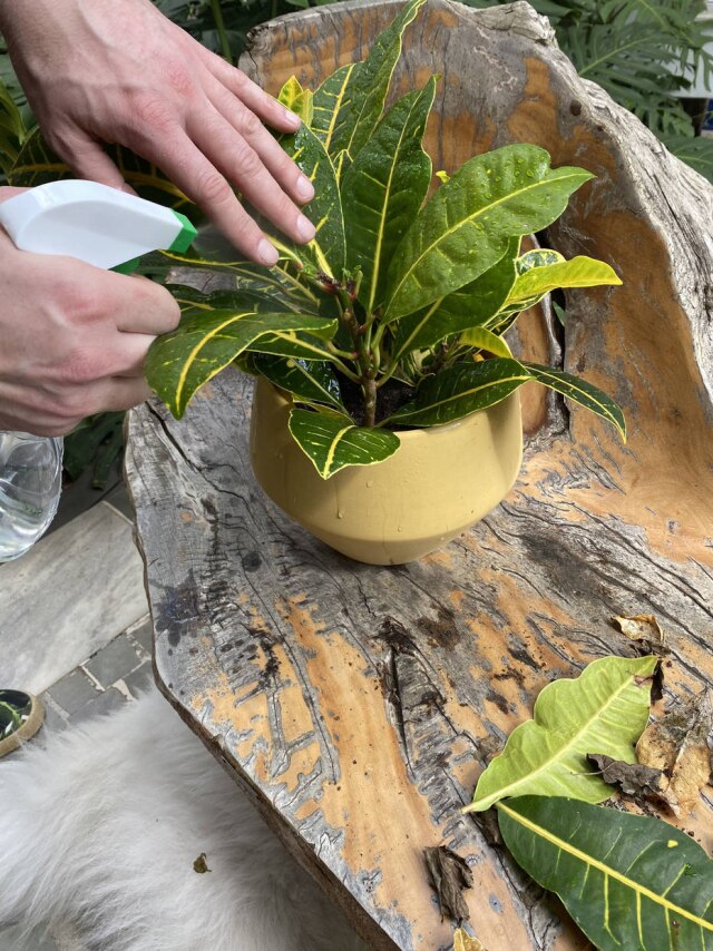Pri Novo Decornautas Borrifar as folhas pode ajudar a aumentar a umidade nos dias frios
