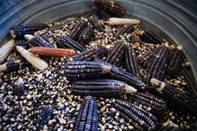 Rodrigo Cruz|NYT Milho azul, variedade cultivada por Juan Velasco.