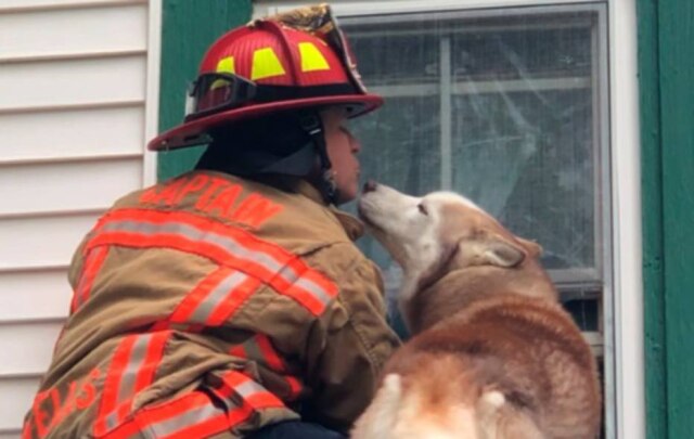 Steve McDonald / Wells Police Department via AP Cão é salvo por bombeiro nos Estados Unidos.