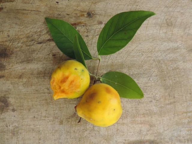 Neide Rigo|Estadão A fruta é meio disforme, mas tem a pele amarela de veludo como a uvaia. Quanto ao sabor, lembra abacaxi, a própria uvaia e tem um quê de cebola que não distorce o sabor frutado.
