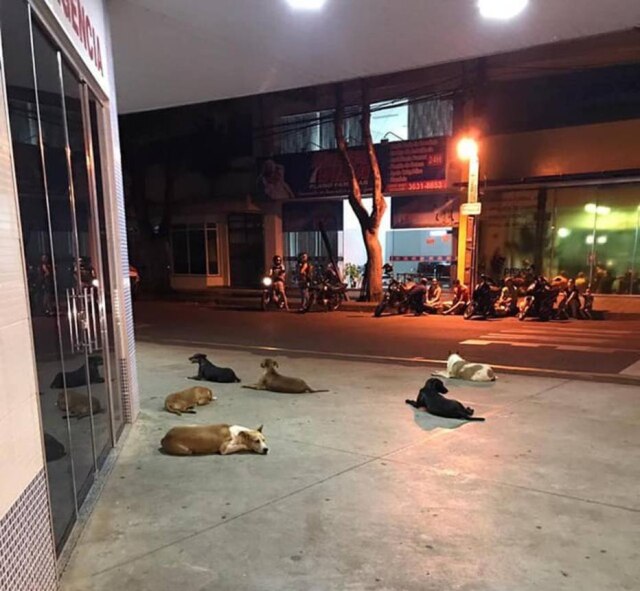 ONG Amigos de Patas Cianorte Seis cachorros aguardam dono, que é morador de rua no Paraná e foi hospitalizado, em frente à Santa Casa.