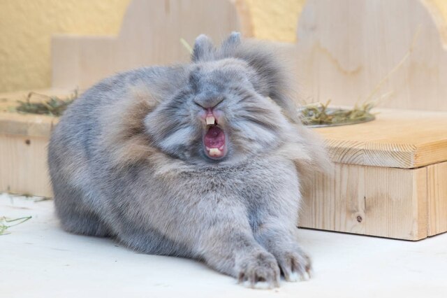 Mars Petcare Comedy Pet Photo Awards 2020 / Anne Lindner Esse coelho foi o vencedor na categoria de foto de pet mais engraçada sem ser um cachorro, gato ou cavalo