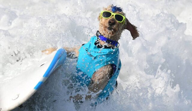 J. Brown / AFP Foto tirada em setembro de 2021, durante o evento anual Surf City Surf Dog em Huntington Beach, Califórnia.