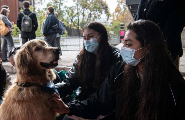 Martin BERNETTI / AFP Estudantes da Universidad Católica do Chile participam de uma terapia com cães treinados para reduzir o estresse e a ansiedade na volta às aulas presenciais.