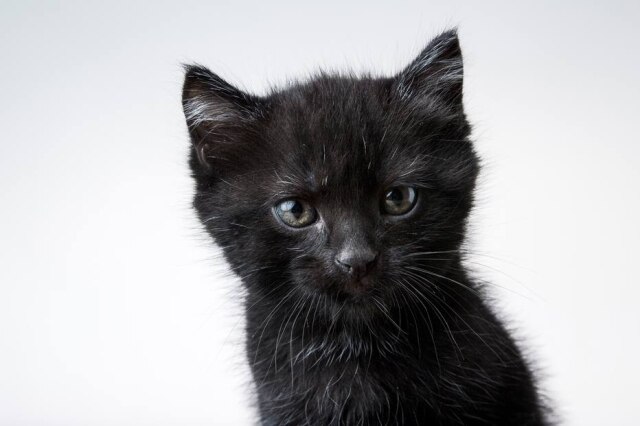 Freepik Ligados a crendices, gatos pretos acabam não sendo escolhidos por tutures na hora da adoção.