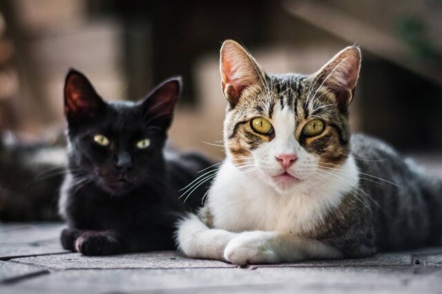 Freepik Especialista explica que gatos são bastante territorialistas, por isso, a adaptação a um outro animal requer paciência.