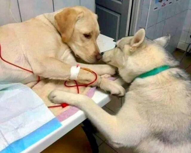 Twitter/@jsavite Cachorro foi elogiado como o melhor enfermeiro de todos os tempos.