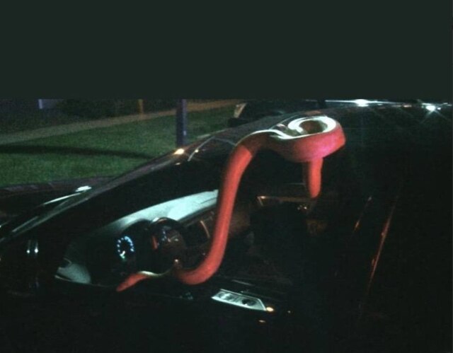 @Denver_Fire/ Twitter 'Não beba e dirija, especialmente com a sua cobra de estimação no carro!', recomenda o Corpo de Bombeiros de Denver