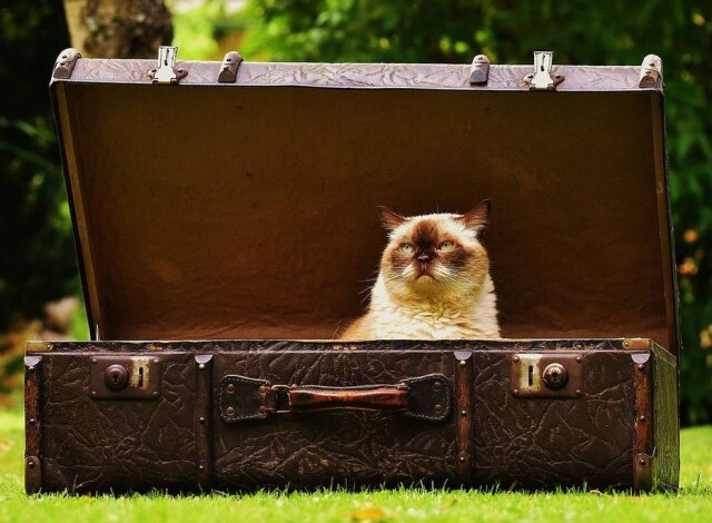 Pixabay Os gatos gostam de ficar dentro de caixas ou caixotes, e malas também são locais tentadores
