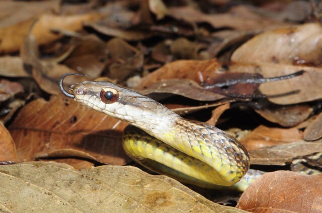 O objetivo da produção é mostrar a importância das cobras, e eliminar alguns preconceitos sobre elas. Foto: National Geographic Brasil / Divulgação O objetivo da produção é mostrar a importância das cobras, e eliminar alguns preconceitos sobre elas