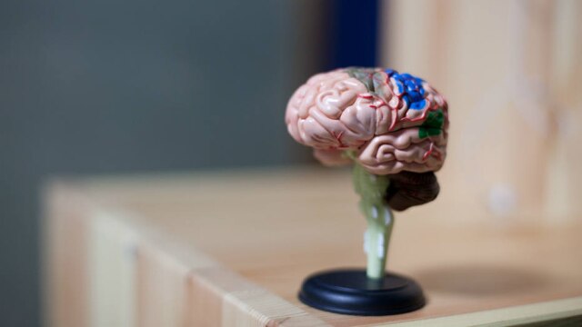 Rymtok/Creative Commons A neuróbica propõe mudanças na rotina que melhoram a capacidade de atenção e concentração, além de retardar doenças como Alzheimer