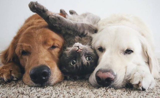Instagram/@wat.ki Watson, Kiko e Harry são inseparáveis