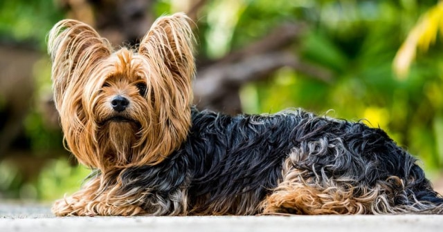 Josch13 / PIxabay Cachorra morreu por danos sofridos na espinha