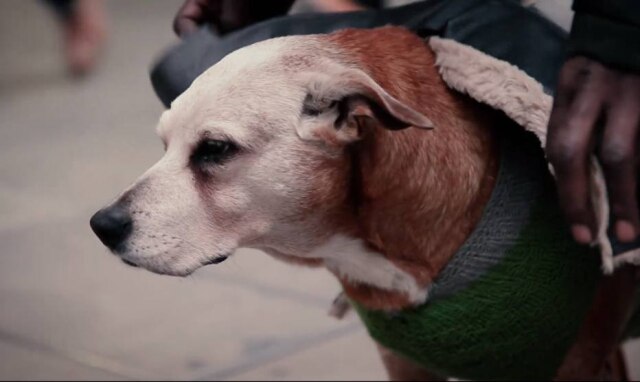 Facebook.com/RSPCA Os cachorros recebem os casacos ajustados de acordo com seu tamanho, informa a RSPCA