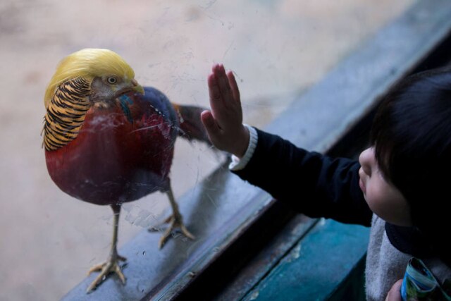 REUTERS/Stringer Bicho está chamando a atenção em zoo