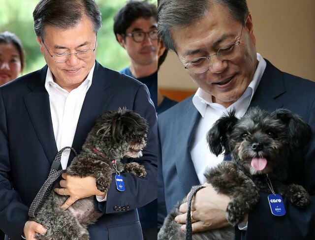 AFP PHOTO via The Blue House Moon Jae-In apresentou a Coreia do Sul seu novo animal de estimação, o cachorrinho Tory.