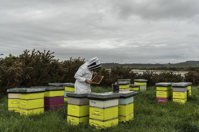 Adam Dean/NYT Produtor checa colmeias das abelhas que produzem o mel de manuka em Hamilton, na Nova Zelândia. Neozelandeses brigam nos tribunais com australianos pelo direito exclusivo da utilização da marca.