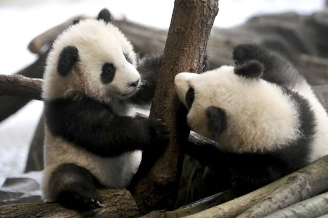 Michael Sohn / AP Filhotes de panda no zoológico de Berlim.