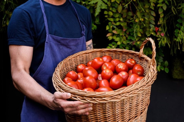 Lucas Terribili Tomates orgânicos, colhidos maduros, para virar molho na Carlos.