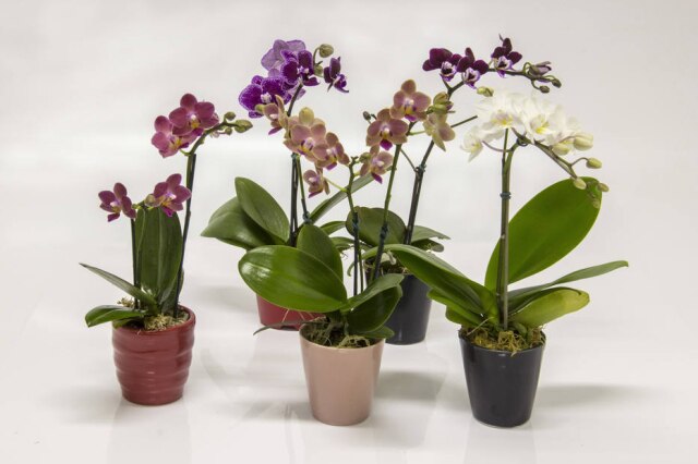 Zeca Wittner/Estadão Minisorquídeas Phalaenopsis de diferentes cores