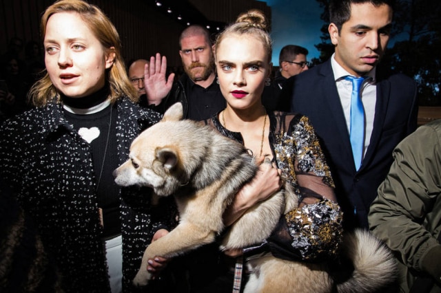 Landon Nordeman for The New York Times O acessório que Cara Delevingne usou na primeira fila do desfile da Chanel foi seu cachorrinho de quatro meses.