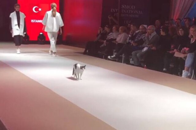 Instagram.com/hknylcn O gato brincou com as modelos e deitou na passarela
