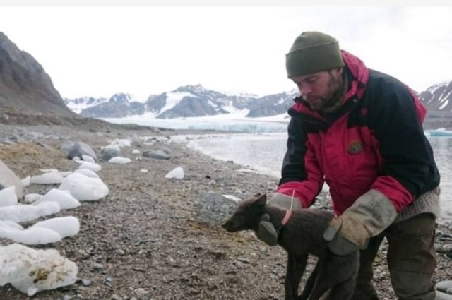 Raposa polar equipada com uma coleira de rastreamento por satélite em Krossfjorden, um arquipélago norueguês do Ártico.