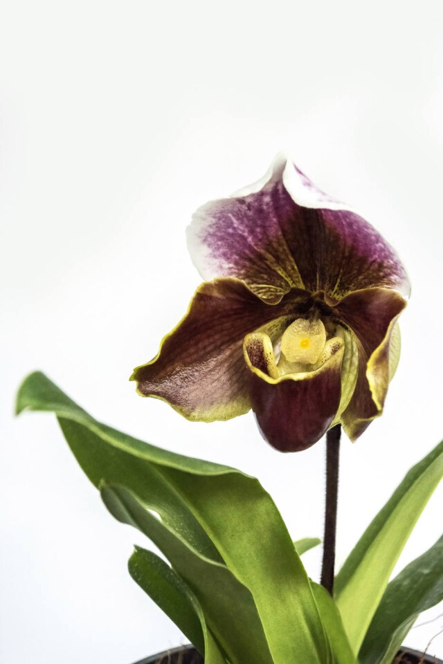 Zeca Wittner/Estadão O Paphiopedilum híbrido, do Orquidário Morumby. Suas flores costumam durar por muito tempo