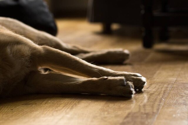 Pixabay O cachorro fugiu de casa diversas vezes e o diretor do abrigo entendeu que o pet não gostava da família que o havia adotado