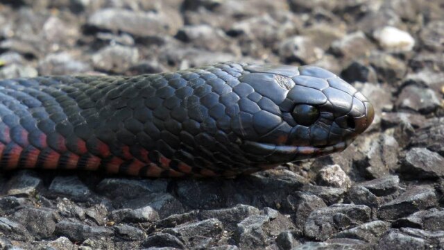 Wikimedia/Josve05a Uma estudante australiana descobriu uma cobra venenosa dentro da sua mochila quando foi pegar sua lancheira