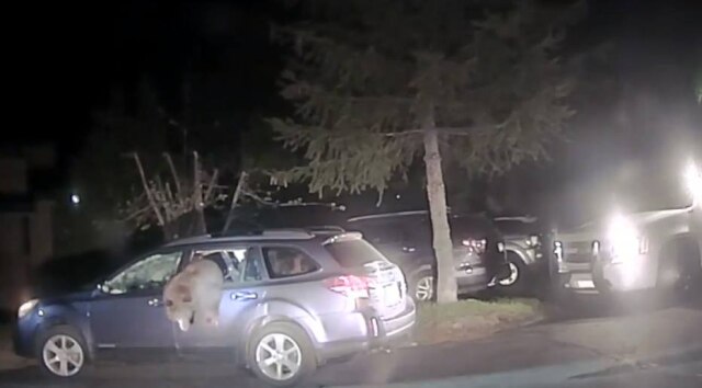 Facebook/PlacerSheriff A polícia da Califórnia foi chamada para resgatar um urso que ficou preso dentro de um carro