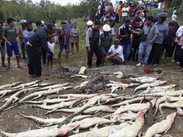 Olha Mulalinda / Antara Foto / via Reuters Crocodilos mortos por moradores revoltados na Indonésia.