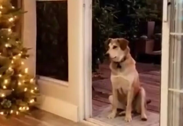 @jensenmares / Twitter / Reprodução Cachorro sentado à porta da casa