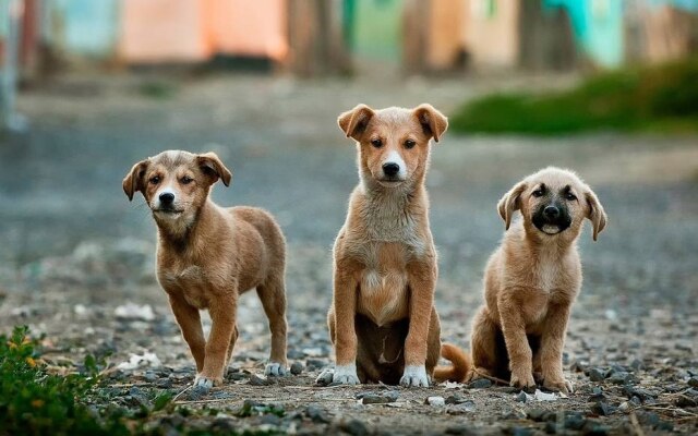 Pixabay Valor arrecadado com as vendas do bazar será revertido à AMPARA Animal.