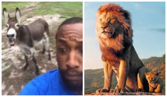 Facebook/travis.kinley/DISNEY ENTERPRISES, INC. O americano Travis Kinkey canta música tema de 'O Rei Leão' acompanhado por um burro e um cavalo e vídeo viraliza.