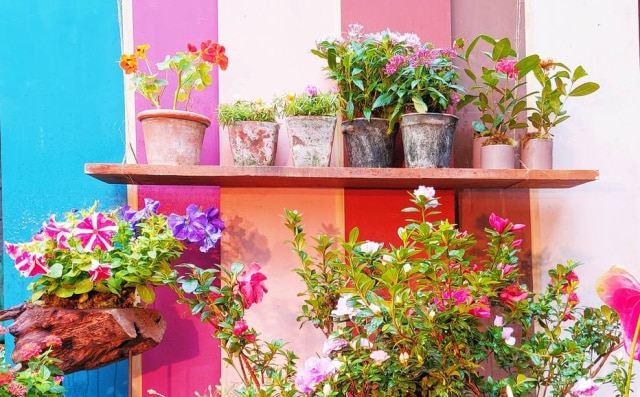Felype Araújo Plantas de florescimento perene, em ambiente decorado por Gabriela Nora