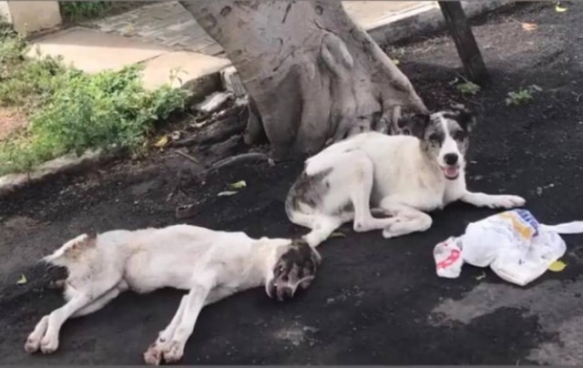 Instagram/ @ongadotaiguatu Caju e Castanha foram resgatados nesta segunda-feira, 15, pela ONG Adota Iguatu
