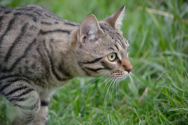 Unsplash/@cacciahands Ninhos de pássaro raro seriam presa fácil dos gatos.