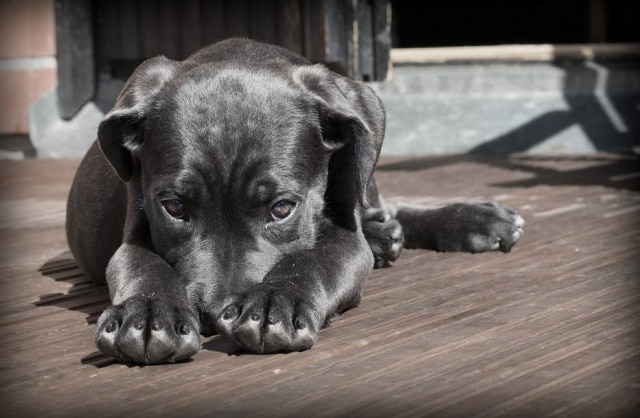 Pixabay Quem tiver mais de um cachorro pode ser multado em quase R$ 960.