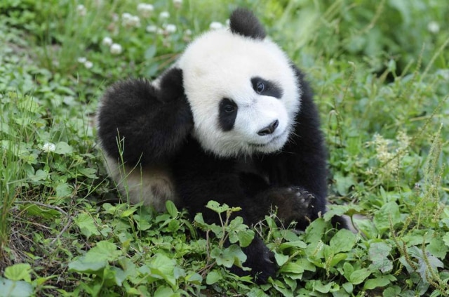 REUTERS/Stringer Homem fingia que cachorro da raça Chow Chow era um filhote de panda para ganhar dinheiro de turistas em Sochi, na Rússia.