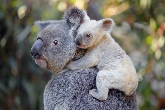 Ben Beaden/Zoológico da Austrália via AFP A coala nasceu com o pelo branco, mas não é albina. Tom pode ser fruto de um gene recessivo herdado da mãe.