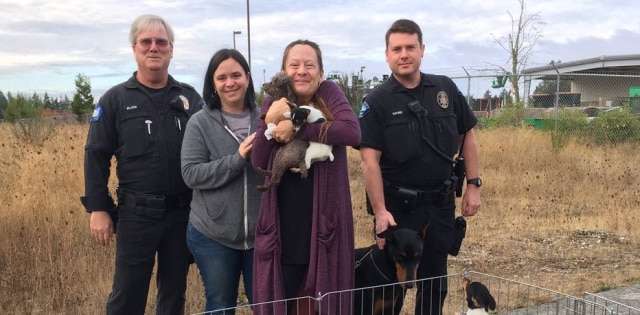 Twitter/@LaceyPolice A polícia da cidade de Lacey, nos Estados Unidos, recuperou veículo roubado com dez filhotes de cachorro dentro