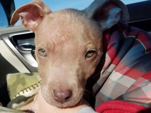 Arquivo beautiesandbeasts.org O cachorrinho Jonah.