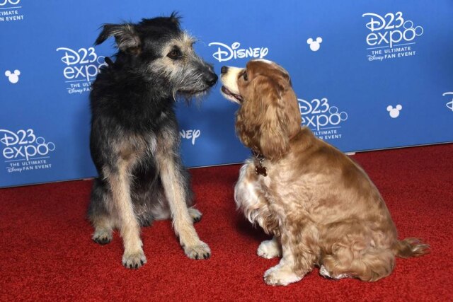 Frazer Harrison/Getty Images/AFP Monte e Rose, que darão vida a Vagabundo e Dama no live-action da Disney, durante o D23 Expo.