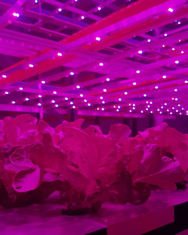 Lâmpadas de LED rosa simulam a luz do sol na Pink Farms, na Vila Leopoldina.