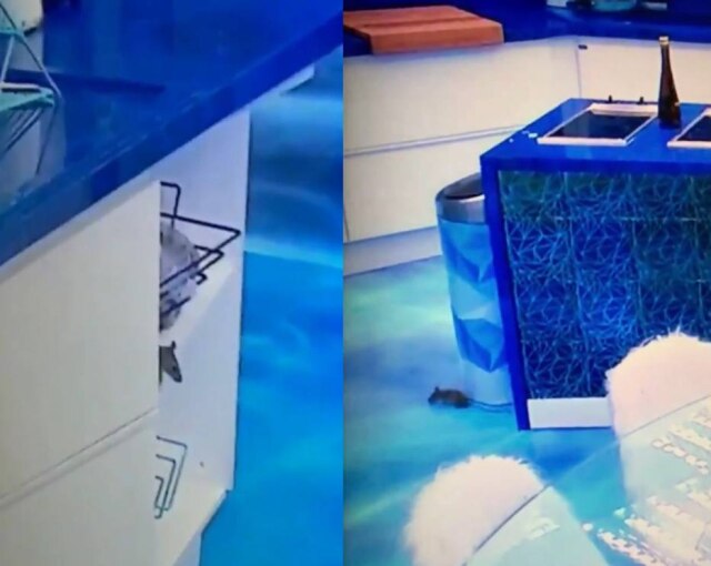 Twitter / @orphanblock I Twitter / @camissmika O rato foi flagrado em alguns locais da cozinha principal da casa do 'Big Brother Brasil'