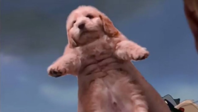 Reprodução de Instagram/@charliekellygroodle Cachorro foi apresentado como 'Simba' nas redes sociais