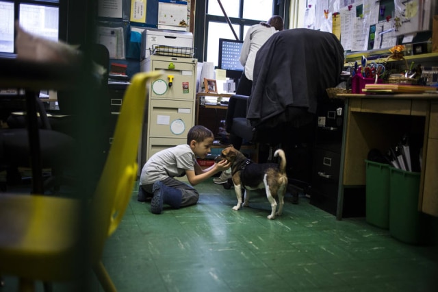 John Taggart/The New York Times Maisy, um mistura de beagle com Jack Russell com um aluno da Primary School 75, em New York