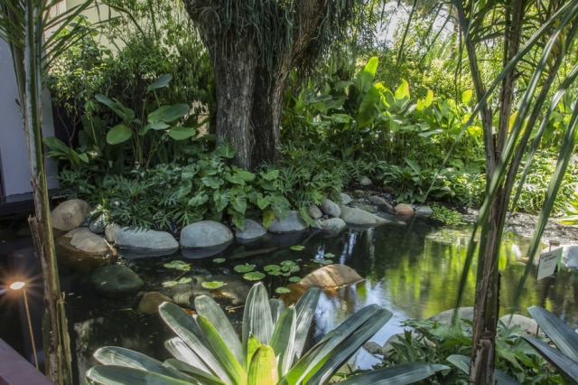 Zeca Wittner Brasil de Origem, projeto da Kalil Ferre Paisagismo com quatro alturas de vegetação e 130 árvores nativas da Mata Brasileira. O lago existente tem cerca de 45 m², com arraias de 35 cm de diâmetro